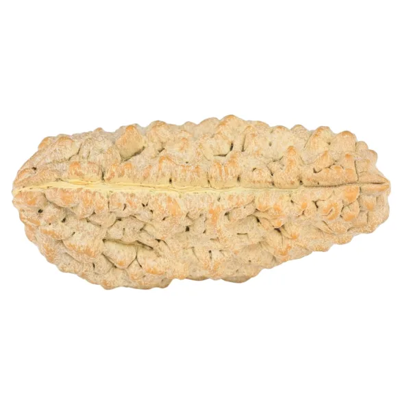 1 Mukhi Rudraksha 36.3mm 5.57gm - Rudraksha back