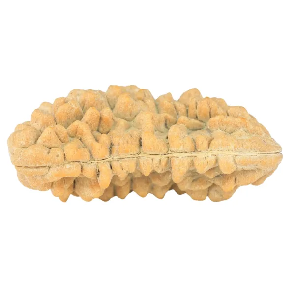 1 Mukhi Rudraksha 34.7mm 4.62gm - Rudraksha back