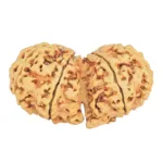 8 MK Gaurishankar 37.9mm 6.08gm - Rudraksha back