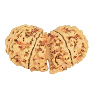 8 MK Gaurishankar 37.9mm 6.08gm - Rudraksha back