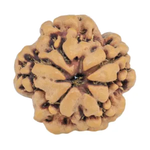 1MK(Underdeveloped) 18.3mm 2.29gm - Rudraksha back