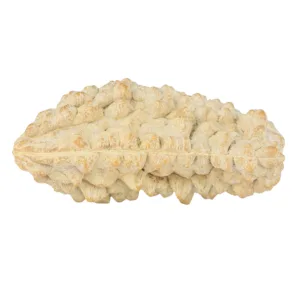1 Mukhi Rudraksha 38.9mm 6.07gm - Rudraksha back
