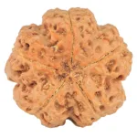 5 Mukhi Rudraksha 31.2mm 8.91gm - Rudraksha back