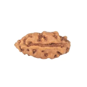 1 Mukhi Rudraksha 11.6mm 0.18gm - Rudraksha back