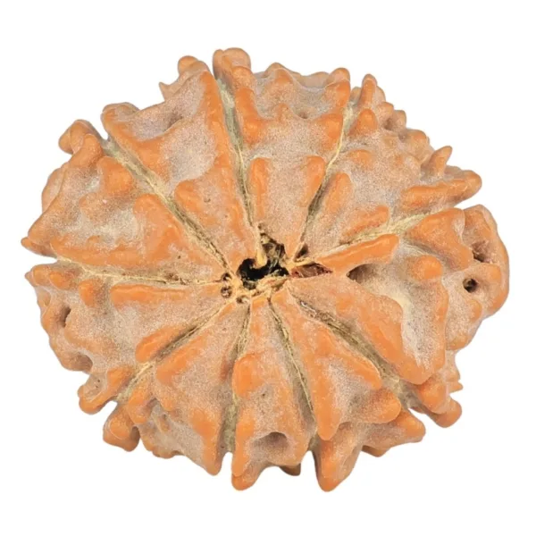 9 Mukhi Rudraksha 18.9mm 2gm - Rudraksha back