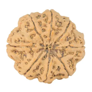 8 Mukhi Rudraksha 31.9mm 9.68gm - Rudraksha back