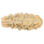 1 Mukhi Rudraksha 37.7mm 4.36gm - Rudraksha back
