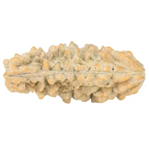 1 Mukhi Rudraksha 37.7mm 4.36gm - Rudraksha back