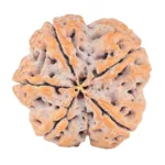 5 Mukhi Rudraksha 31.1mm 9.64gm - Rudraksha back