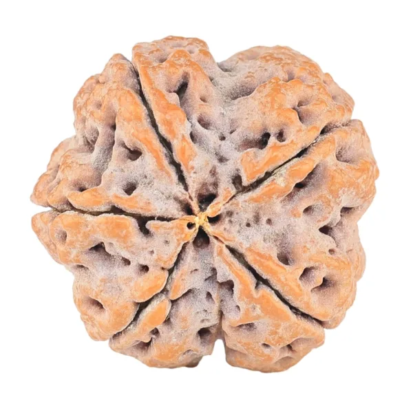 5 Mukhi Rudraksha 31.1mm 9.64gm - Rudraksha back