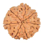 7 Mukhi Rudraksha 26.6mm 6.41gm - Rudraksha back