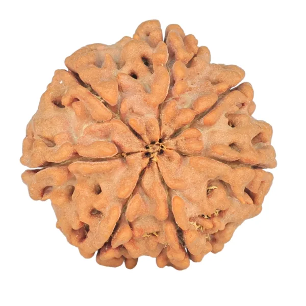 7 Mukhi Rudraksha 26.6mm 6.41gm - Rudraksha back