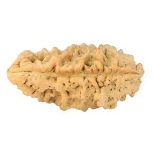 1 Mukhi Rudraksha 33.7mm 5gm - Rudraksha back
