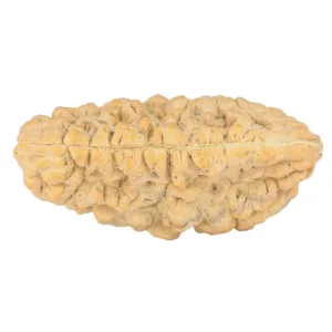 1 Mukhi Rudraksha 35.6mm 5.28gm - Rudraksha back