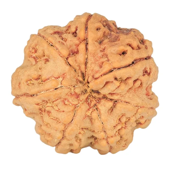 7 Mukhi Rudraksha 26.5mm 6.53gm - Rudraksha back