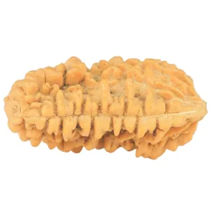 1 Mukhi Rudraksha 33.3mm 5.63gm - Rudraksha back