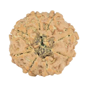 8 Mukhi Rudraksha 24mm 3.99gm - Rudraksha back