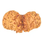 10 Mk Gaurishankar 40.5mm 7.85gm - Rudraksha back