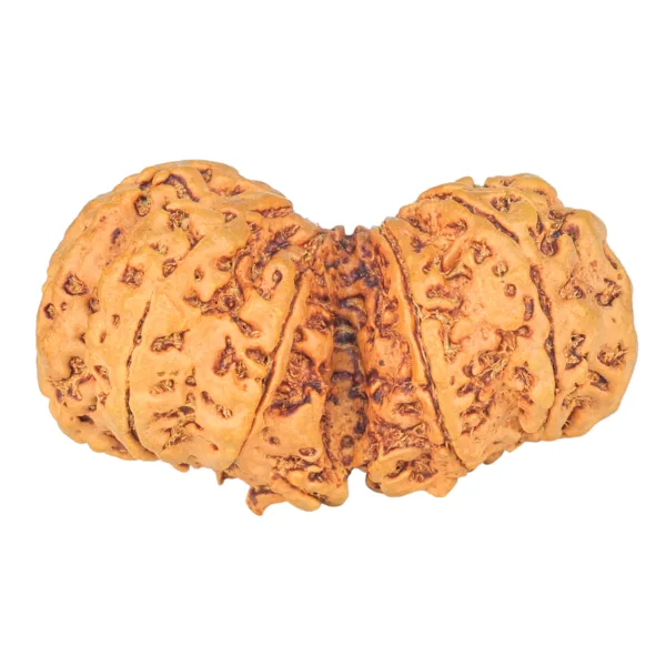 10 Mk Gaurishankar 40.5mm 7.85gm - Rudraksha back