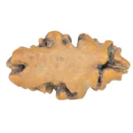 1 Mukhi Rudraksha 16.2mm 0.45gm - Rudraksha back