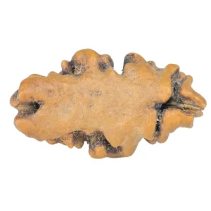 1 Mukhi Rudraksha 16.2mm 0.45gm - Rudraksha back