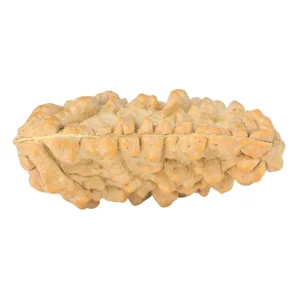 1 Mukhi Rudraksha 38.7mm 5.59gm - Rudraksha back