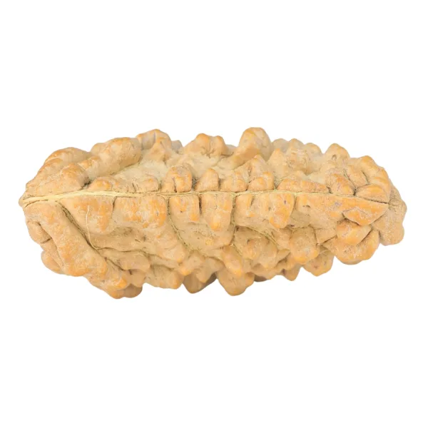 1 Mukhi Rudraksha 38.7mm 5.59gm - Rudraksha back