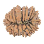 18 Mukhi Rudraksha 22.5mm 2.97gm - Rudraksha back