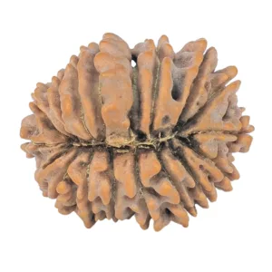 18 Mukhi Rudraksha 22.5mm 2.97gm - Rudraksha back