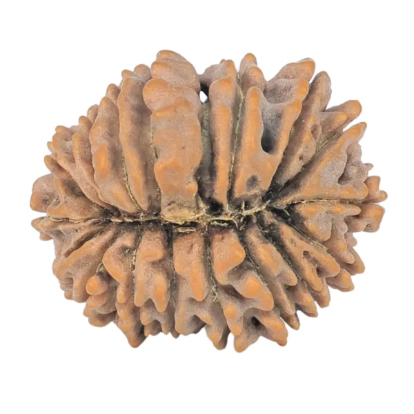 18 Mukhi Rudraksha 22.5mm 2.97gm - Rudraksha back