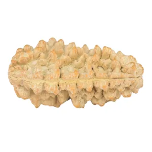 1 Mukhi Rudraksha 34.6mm 5gm - Rudraksha back