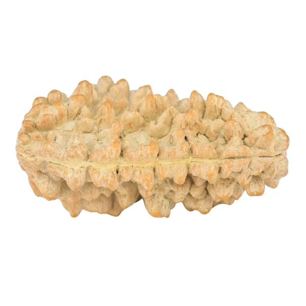 1 Mukhi Rudraksha 34.6mm 5gm - Rudraksha back