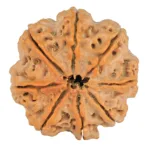 8 Mukhi Rudraksha 30mm 8gm - Rudraksha back