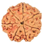 7 Mukhi Rudraksha 26.1mm 5.69gm - Rudraksha back