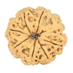 8 Mukhi Rudraksha 29.2mm 5.06gm - Rudraksha back