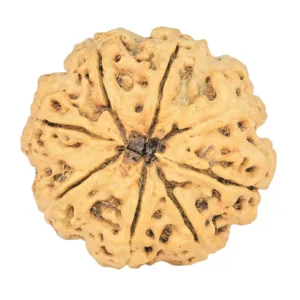 8 Mukhi Rudraksha 29.2mm 5.06gm - Rudraksha back