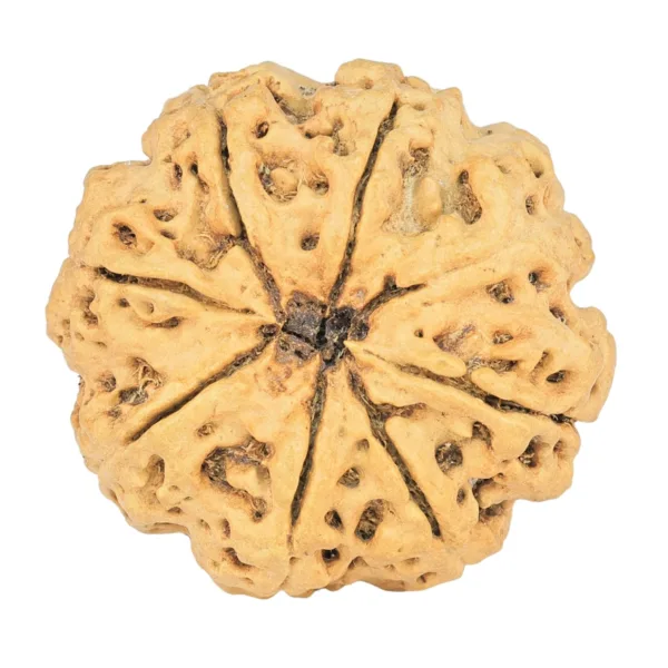 8 Mukhi Rudraksha 29.2mm 5.06gm - Rudraksha back