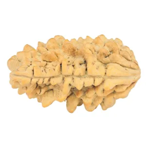 1 Mukhi Rudraksha 33.6mm 5.89gm - Rudraksha back