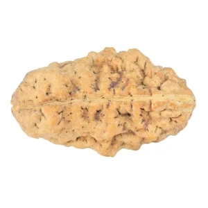 1 Mukhi Rudraksha 33.8mm 6.6gm - Rudraksha back