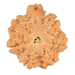 6+1 Mukhi Sawar 26.2mm 6.09gm - Rudraksha back
