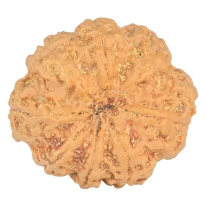 8 Mukhi Rudraksha 32.5mm 8.29gm - Rudraksha back