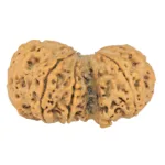 9 MK Gaurishankar 42.6mm 9.73gm - Rudraksha back