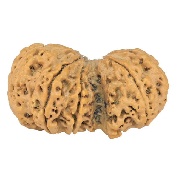 9 MK Gaurishankar 42.6mm 9.73gm - Rudraksha back