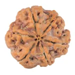 6 Mukhi Rudraksha 21.6mm 4.1gm - Rudraksha back