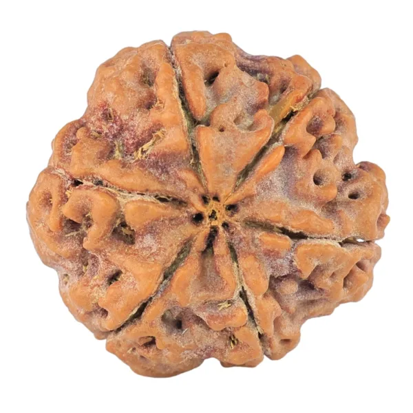 6 Mukhi Rudraksha 21.6mm 4.1gm - Rudraksha back