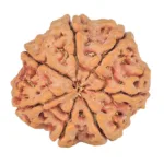 7 Mukhi Rudraksha 27.1mm 6.35gm - Rudraksha back