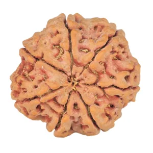 7 Mukhi Rudraksha 27.1mm 6.35gm - Rudraksha back