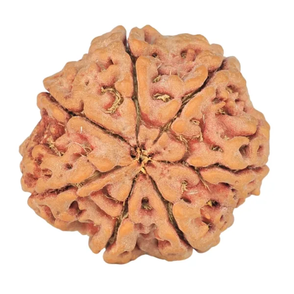 7 Mukhi Rudraksha 27.1mm 6.35gm - Rudraksha back