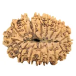 18 Mukhi Rudraksha 31.1mm 5.08gm - Origin: Nepal - Rudraksha back