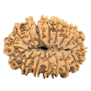 18 Mukhi Rudraksha 31.1mm 5.08gm - Origin: Nepal - Rudraksha back